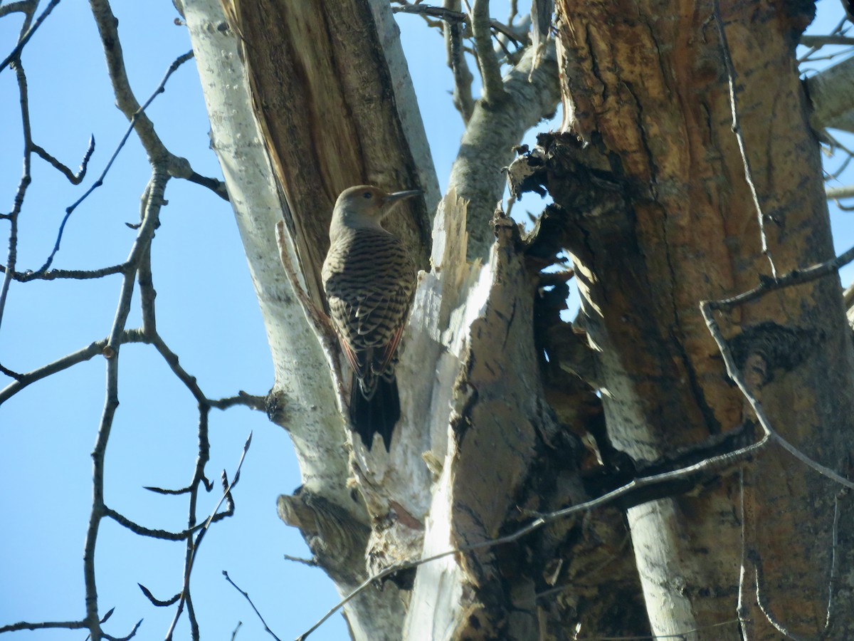 Northern Flicker - ML311260301