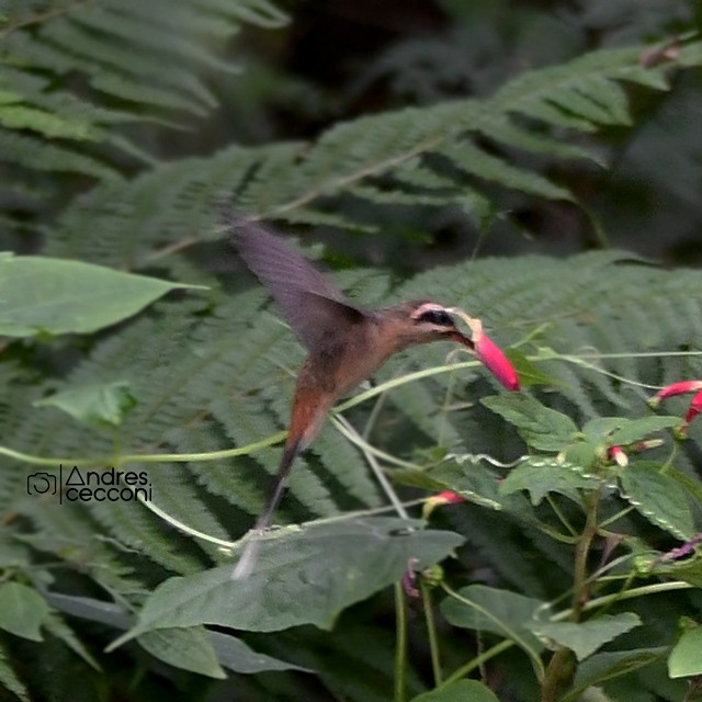 Ermitaño del Planalto - ML311261311