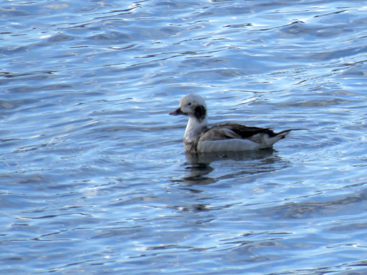 Long-tailed Duck - Perky Smith-Hagadone