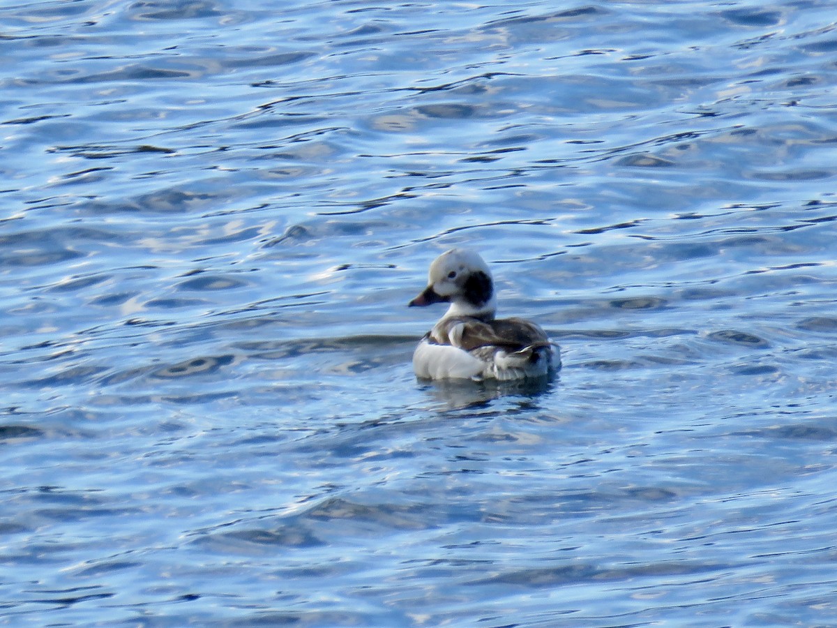 Long-tailed Duck - Perky Smith-Hagadone