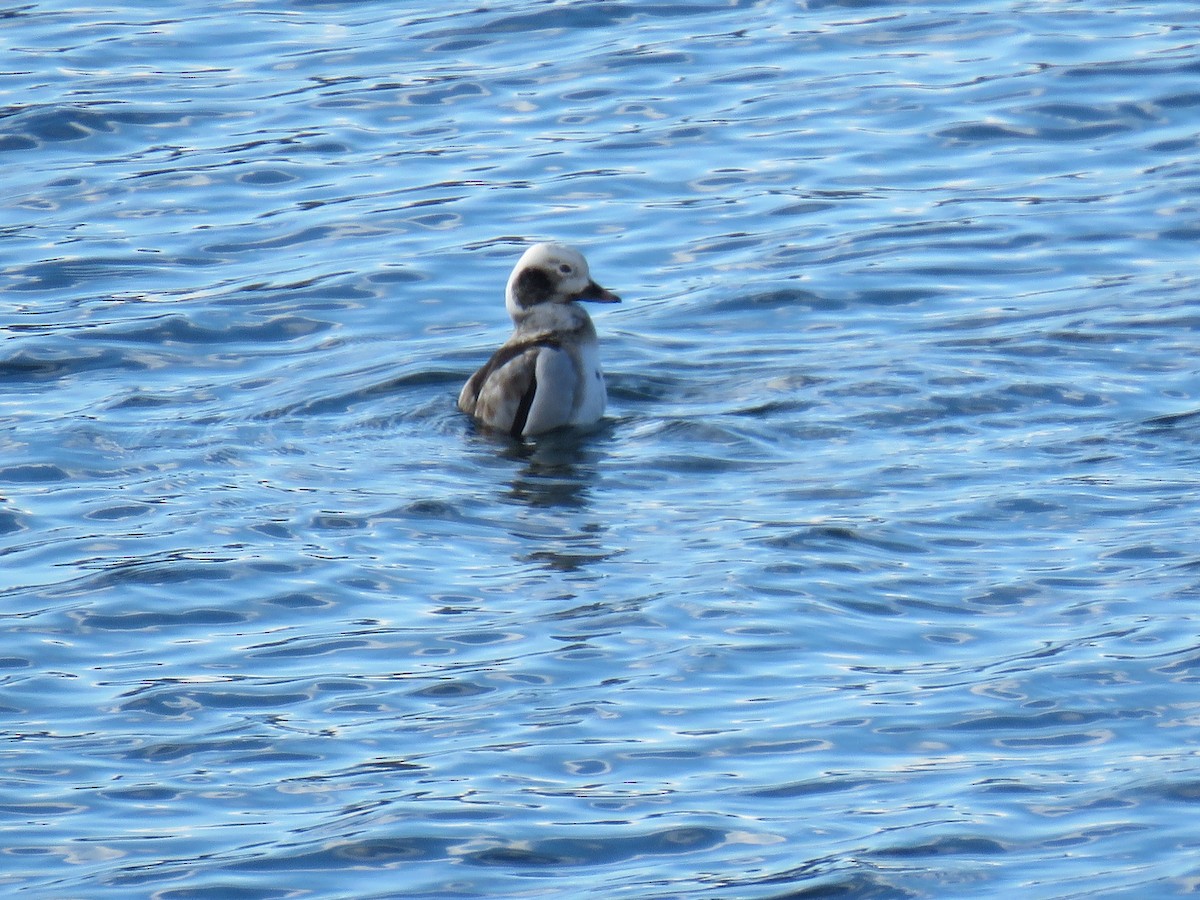 Long-tailed Duck - Perky Smith-Hagadone