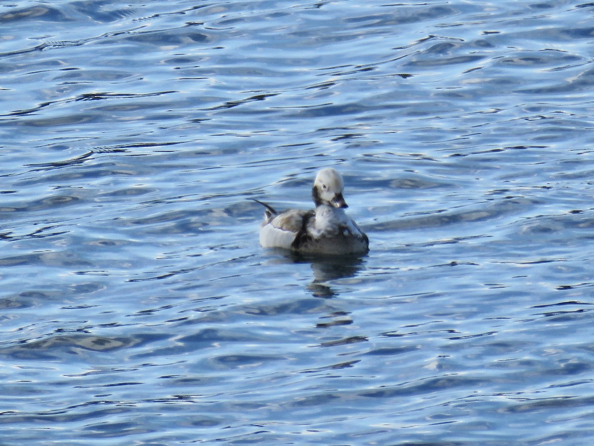 Long-tailed Duck - Perky Smith-Hagadone