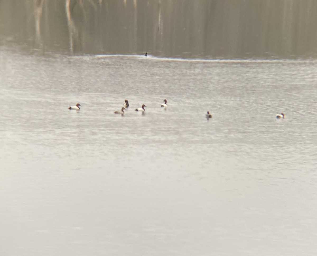 Canvasback - Wade Baker