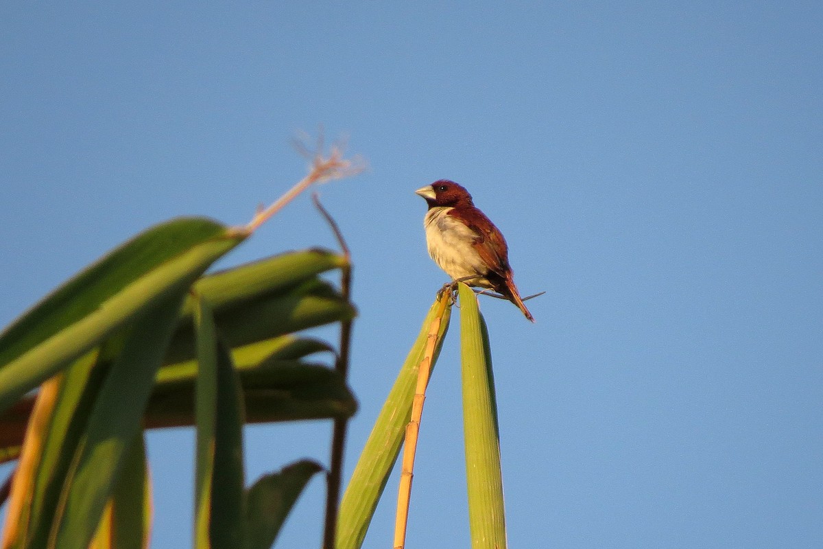 Five-colored Munia - Chi-Lien (綺蓮) Hsueh (薛)