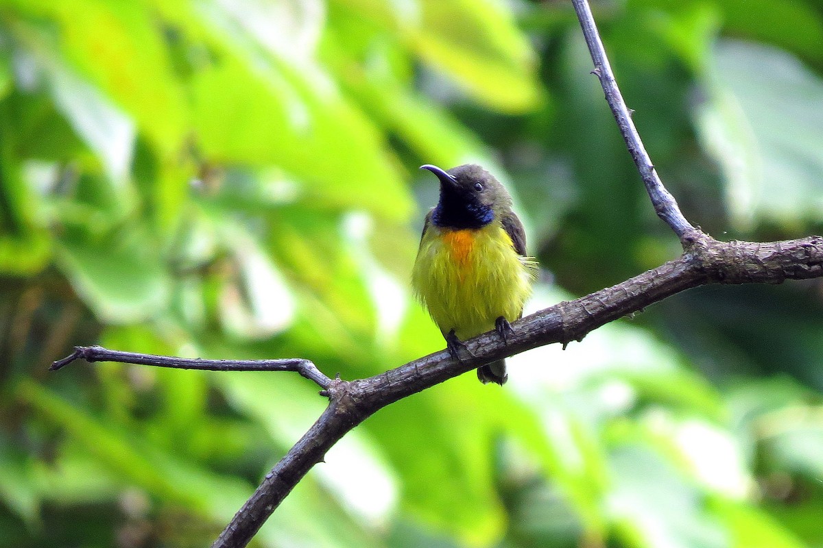 Apricot-breasted Sunbird - ML311263591