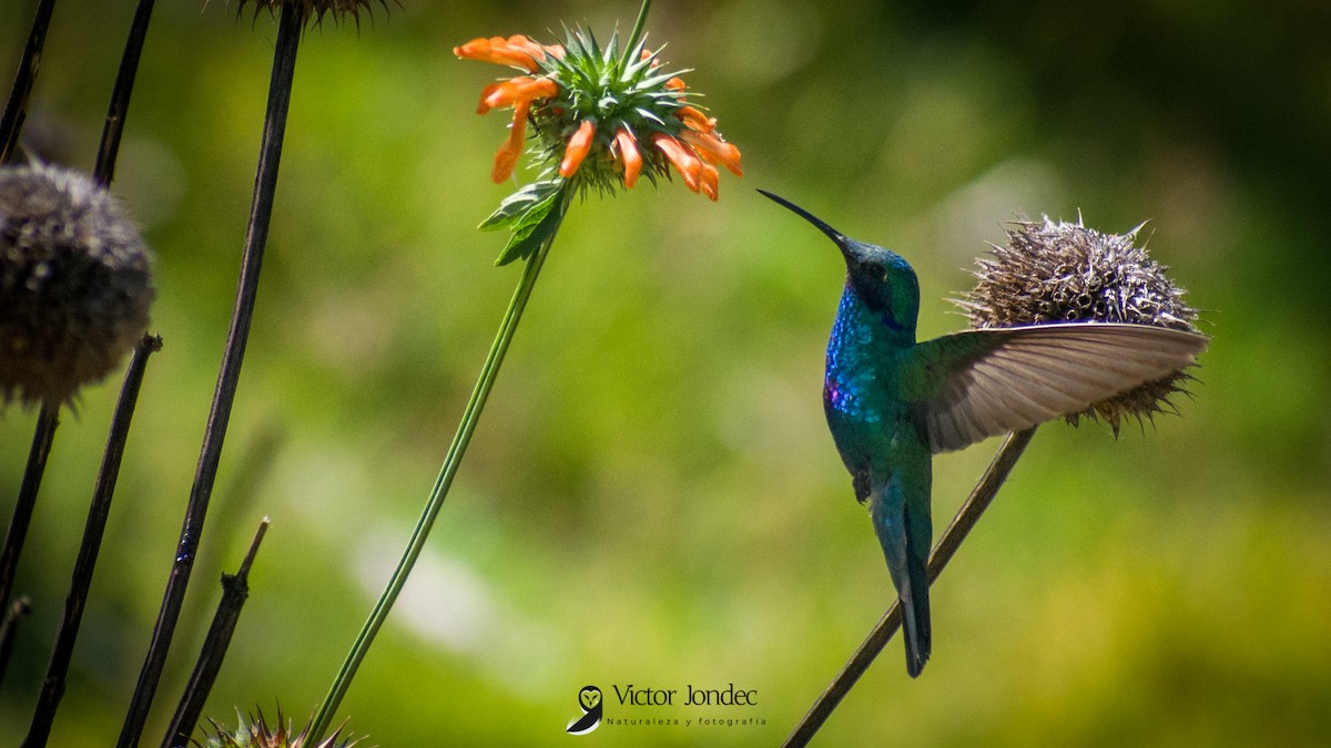 Colibrí Rutilante - ML311266051