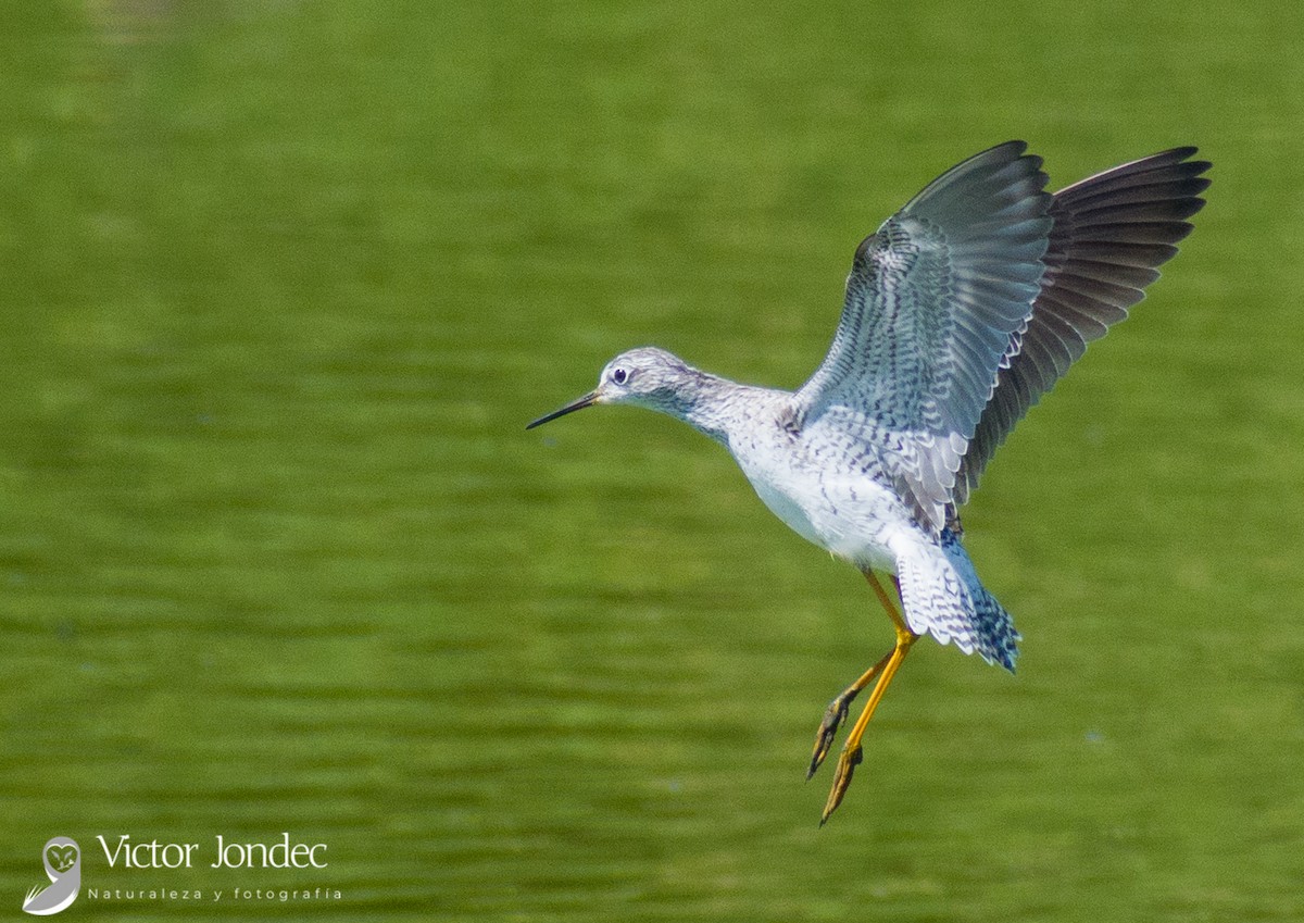 Lesser Yellowlegs - ML311266121