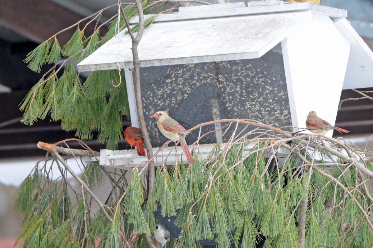 Northern Cardinal - ML311266431