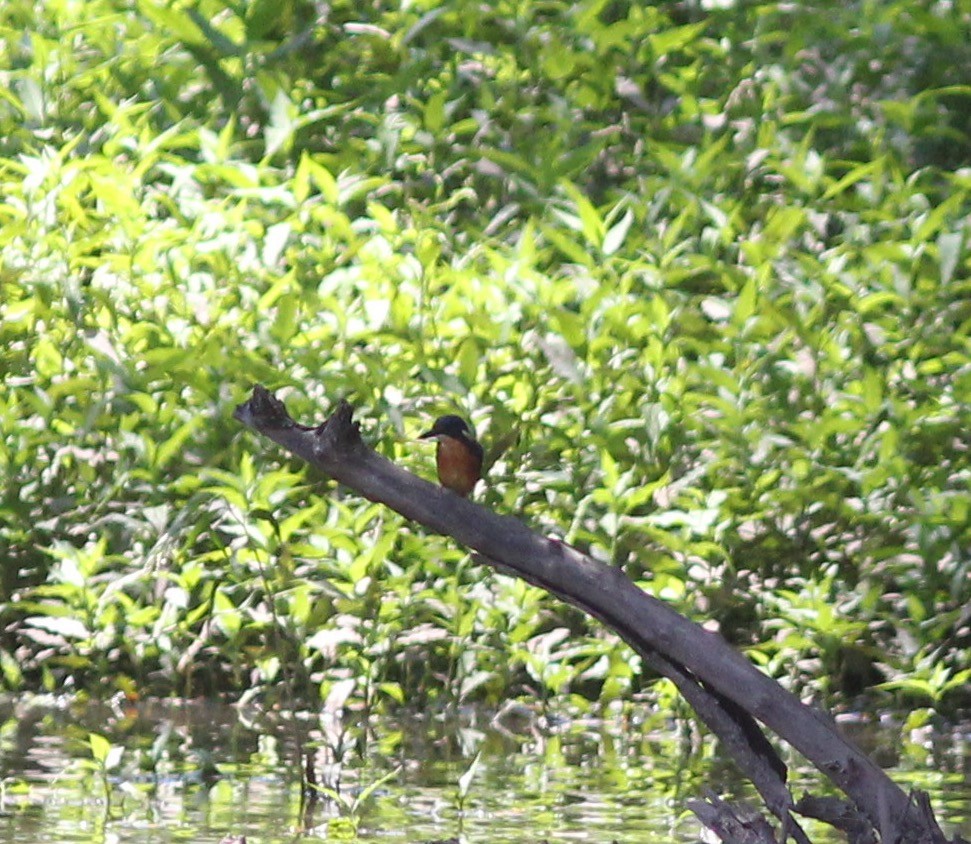 Azure Kingfisher - ML311266591