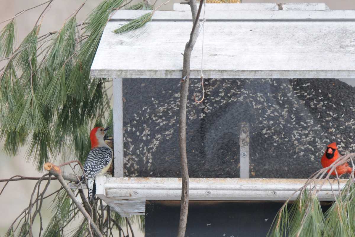 Red-bellied Woodpecker - Lori  McCollister