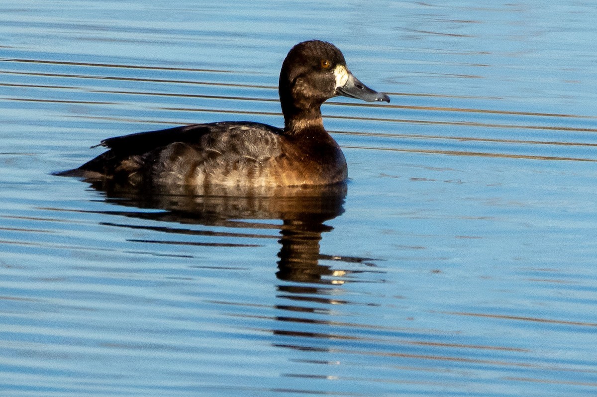 Lesser Scaup - ML311267671