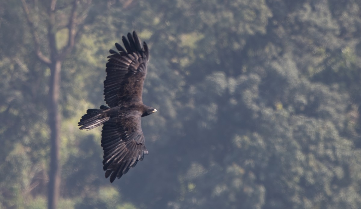 Black Eagle - Kalpesh Krishna