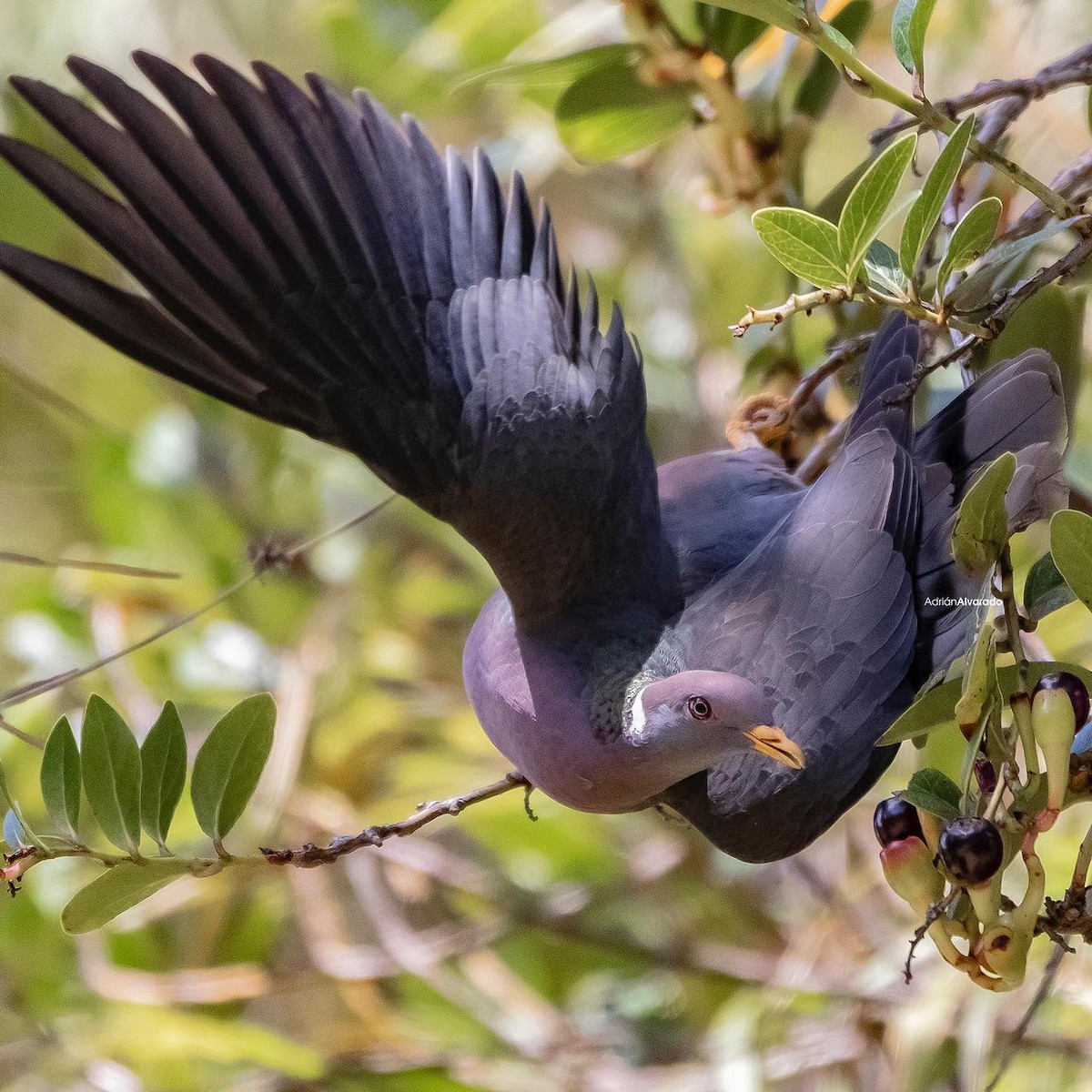 Band-tailed Pigeon - Danny J Alvarado S