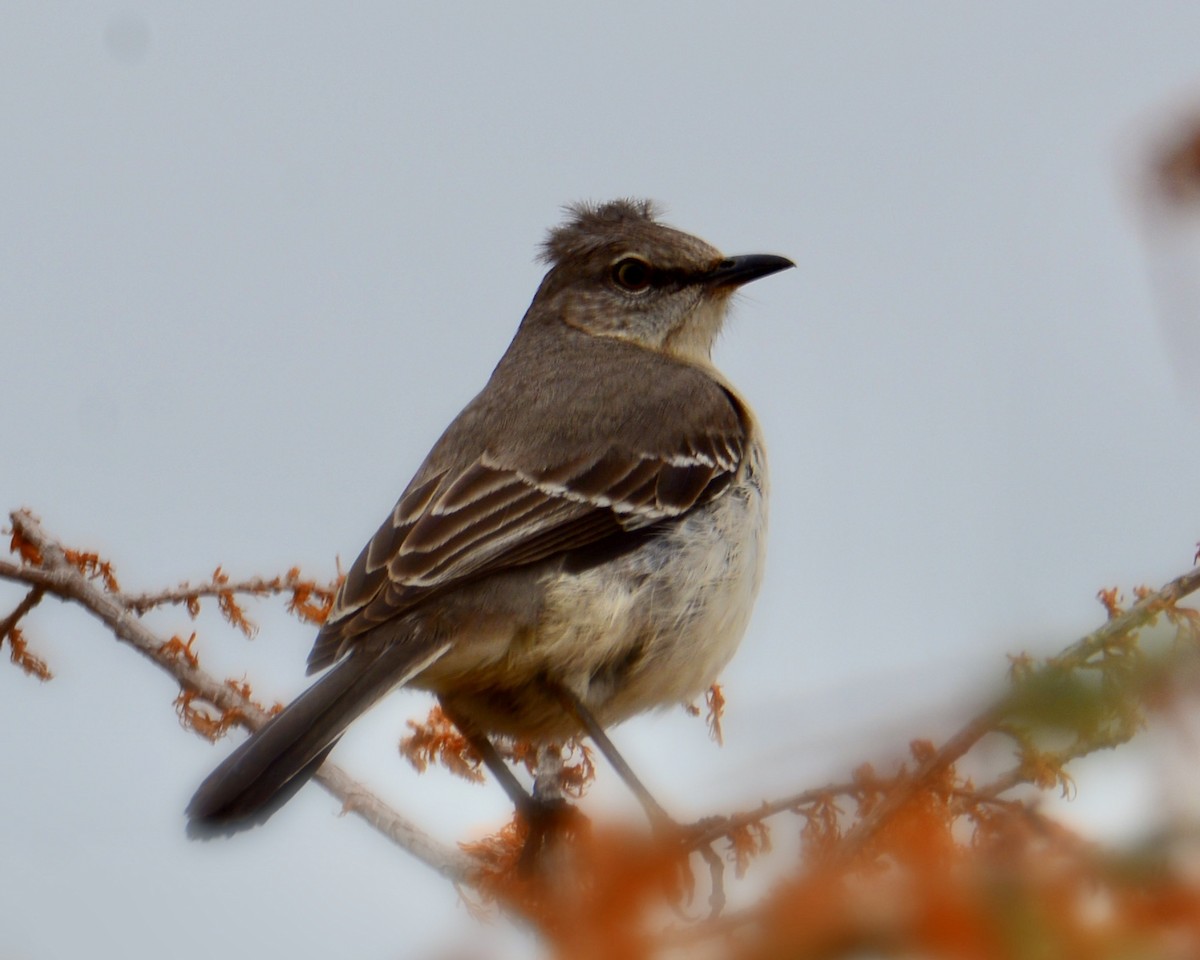 Northern Mockingbird - ML311270941