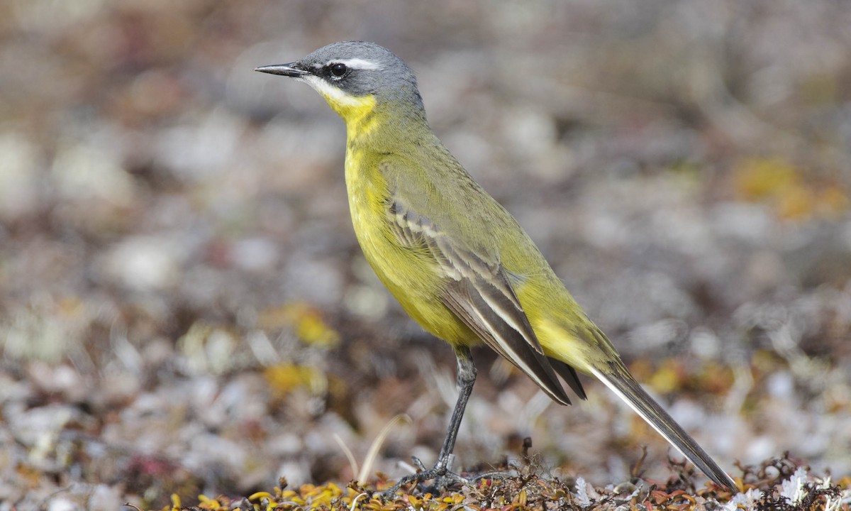 Eastern Yellow Wagtail - Gerrit Vyn