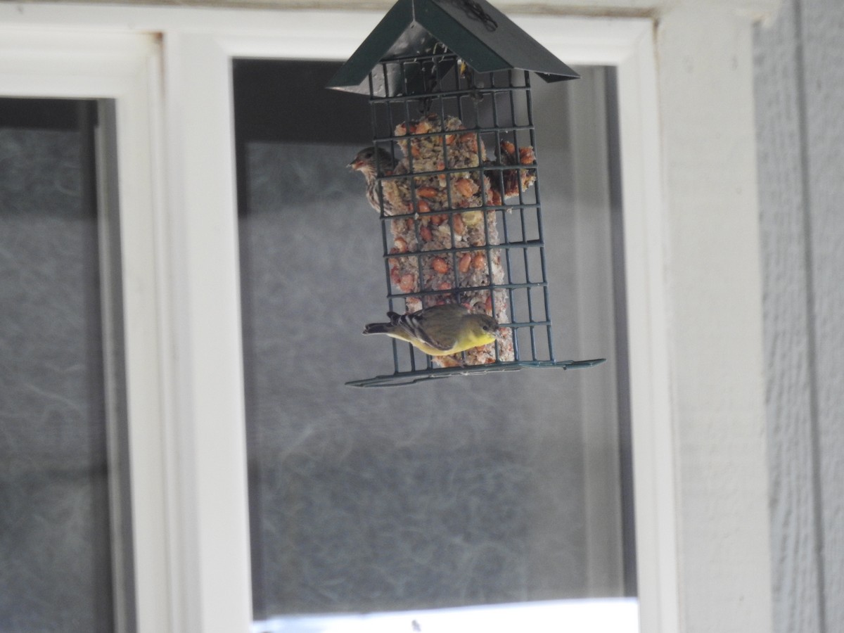 Lesser Goldfinch - ML311272431