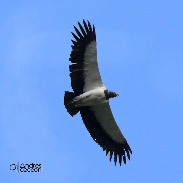 King Vulture - Andrés Cecconi
