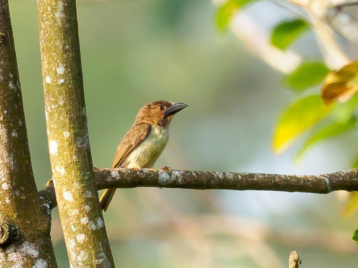 Sooty Barbet - ML311273731