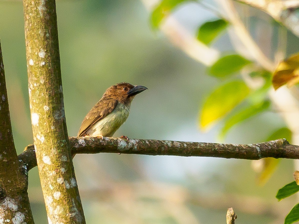 Sooty Barbet - ML311273751