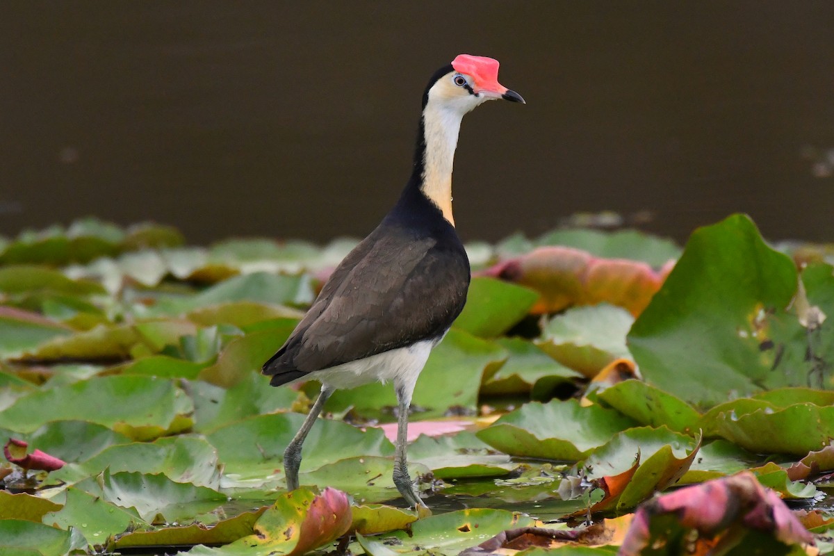 Comb-crested Jacana - ML311273931