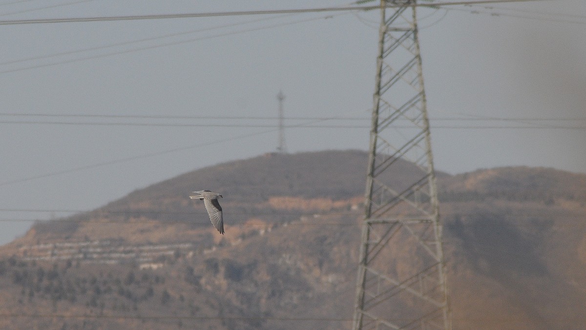 Black-winged Kite - Peiqing He