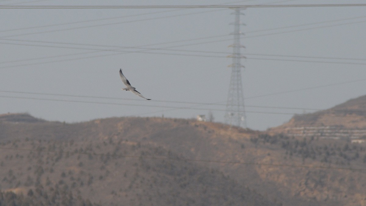 Black-winged Kite - ML311274211