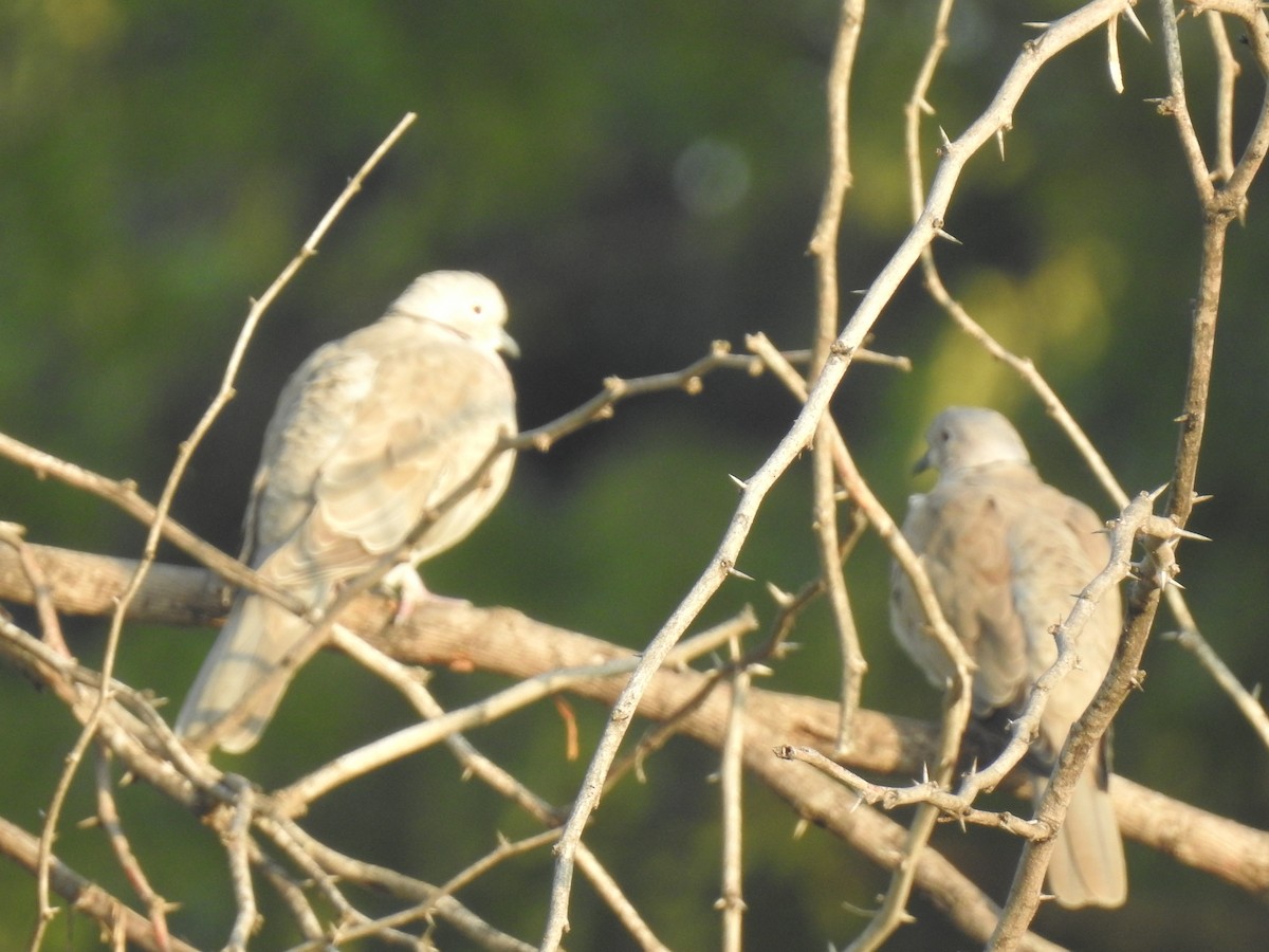 Eurasian Collared-Dove - KARTHIKEYAN R