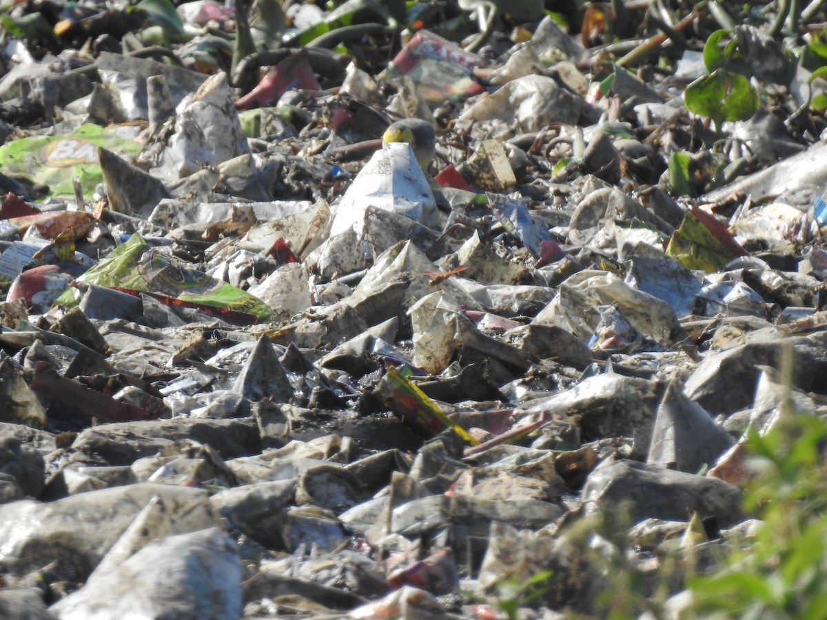 Citrine Wagtail - KARTHIKEYAN R