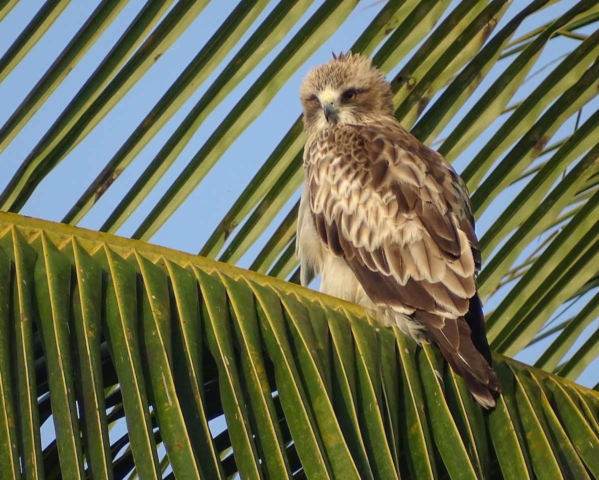 Booted Eagle - ML311282101