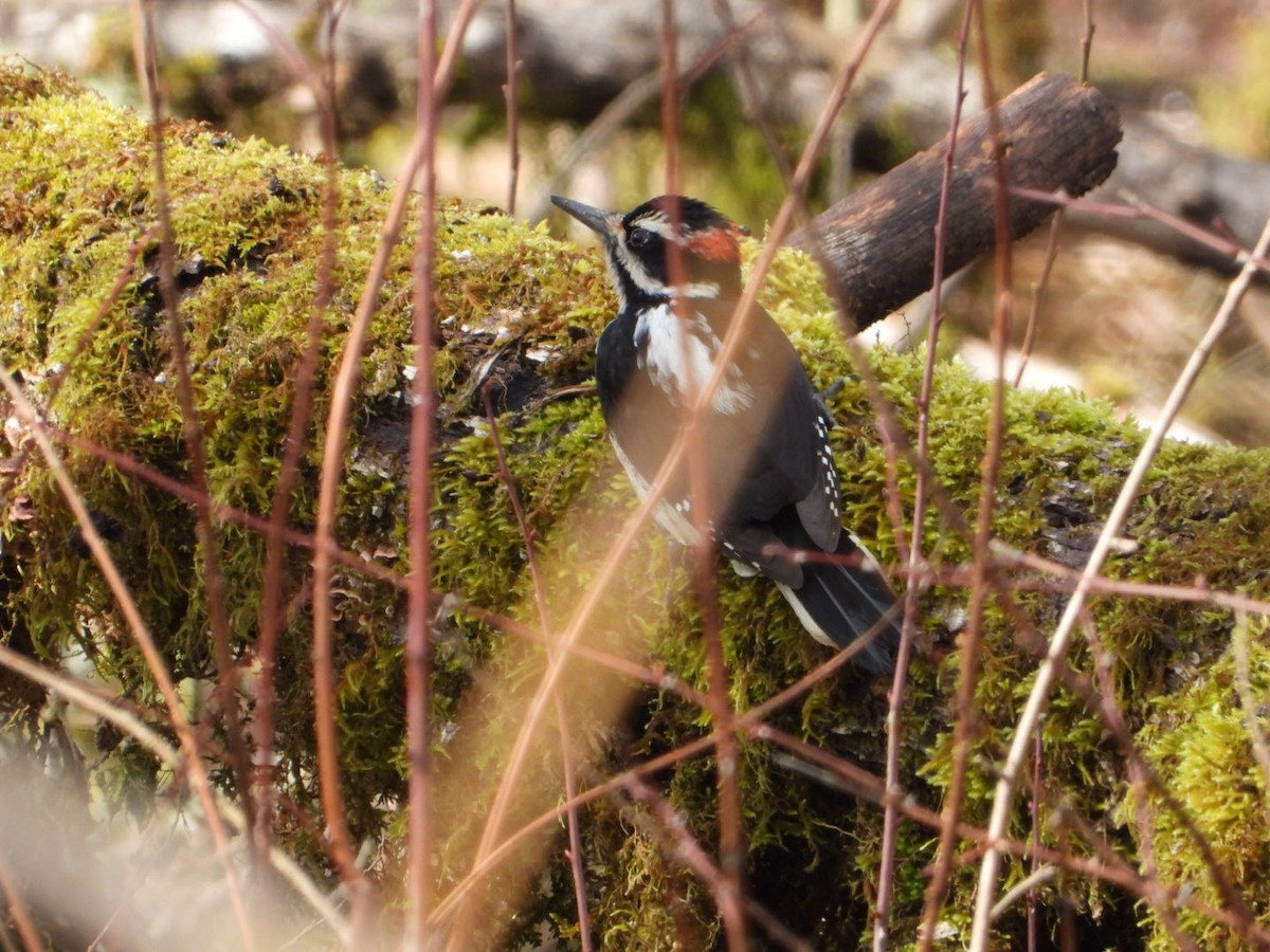 Hairy Woodpecker - ML311285441