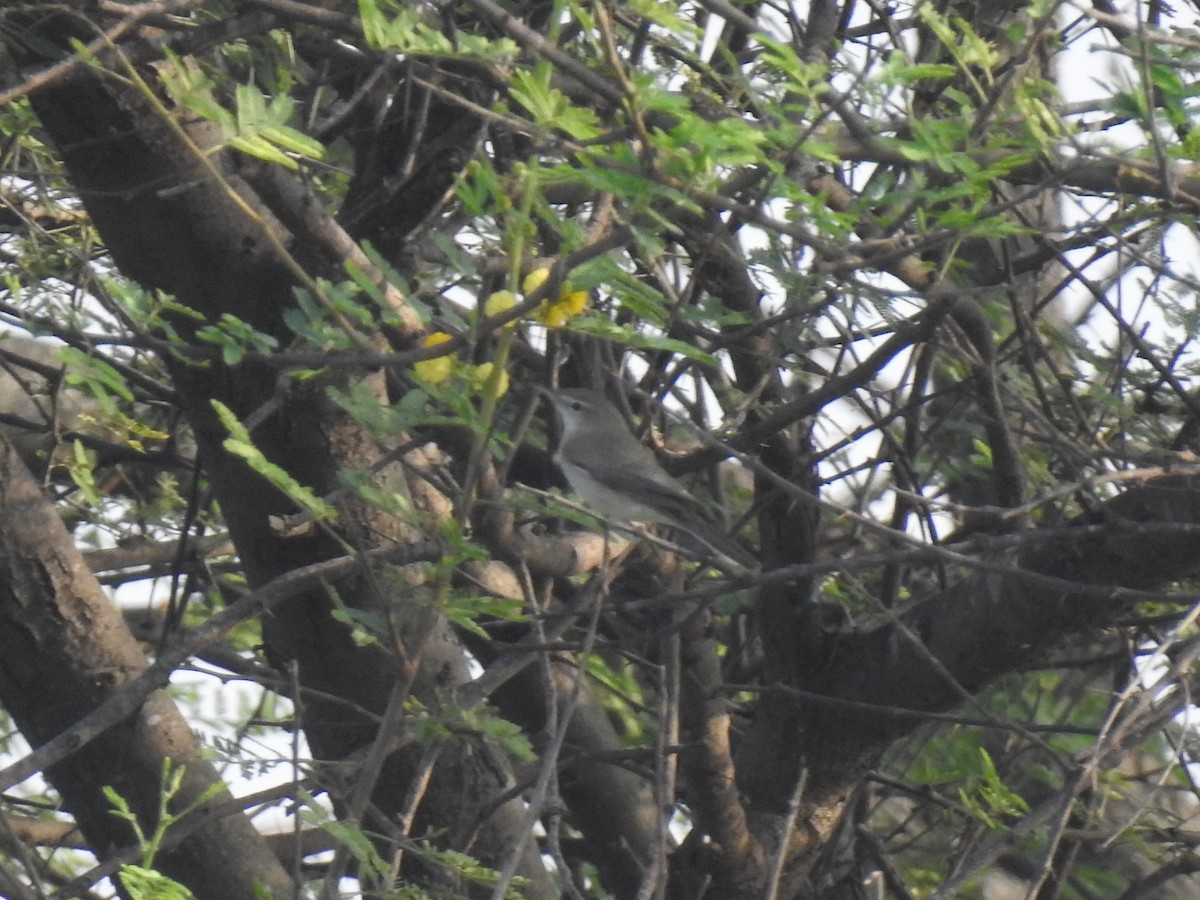 Blyth's Reed Warbler - ML311286501