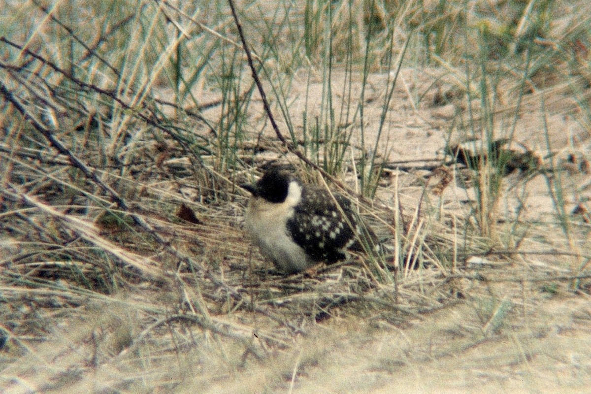 Great Spotted Cuckoo - ML311289461