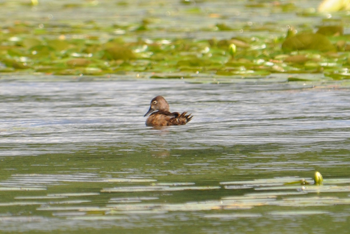 Ring-necked Duck - ML31129041