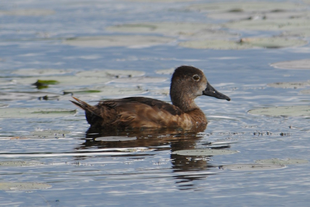 Ring-necked Duck - ML31129051