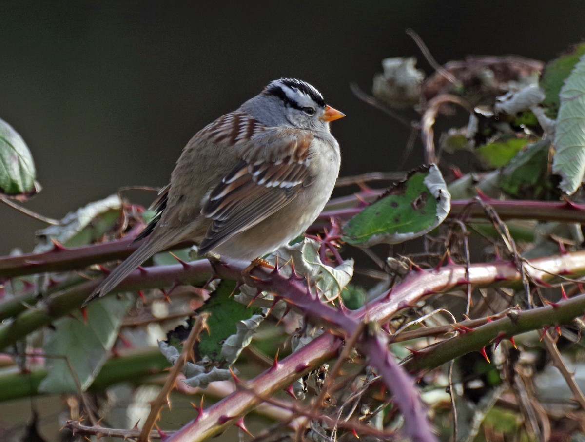 White-crowned Sparrow - ML311291531