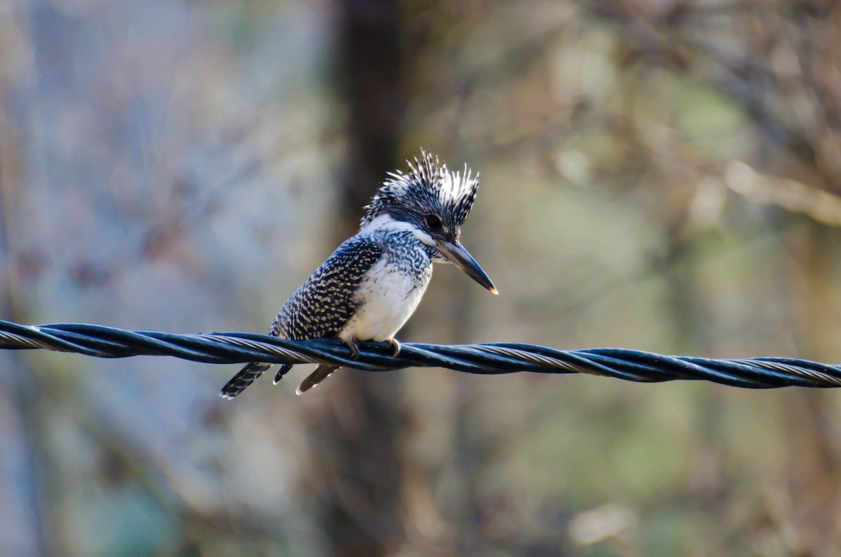 Crested Kingfisher - ML311291701
