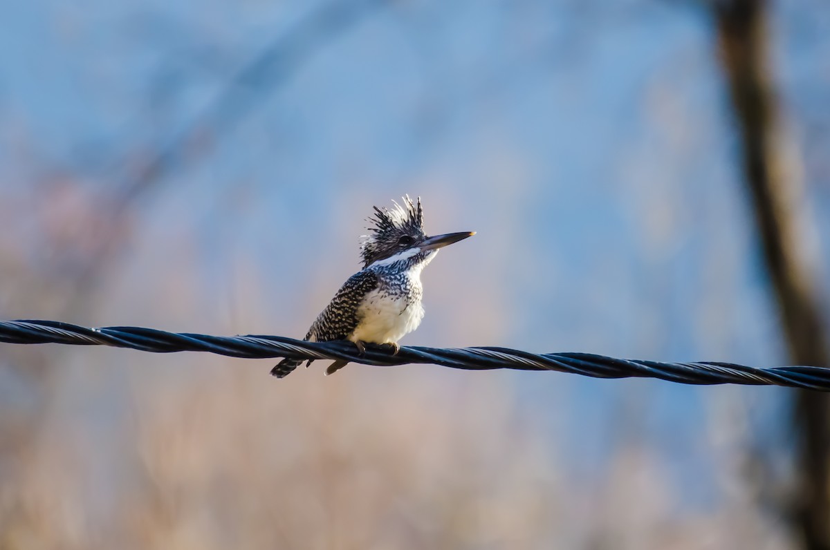 Crested Kingfisher - ML311291711