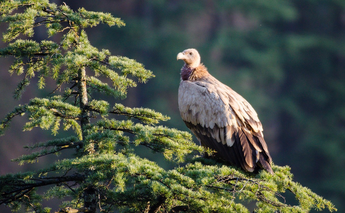 Himalayan Griffon - ML311291901