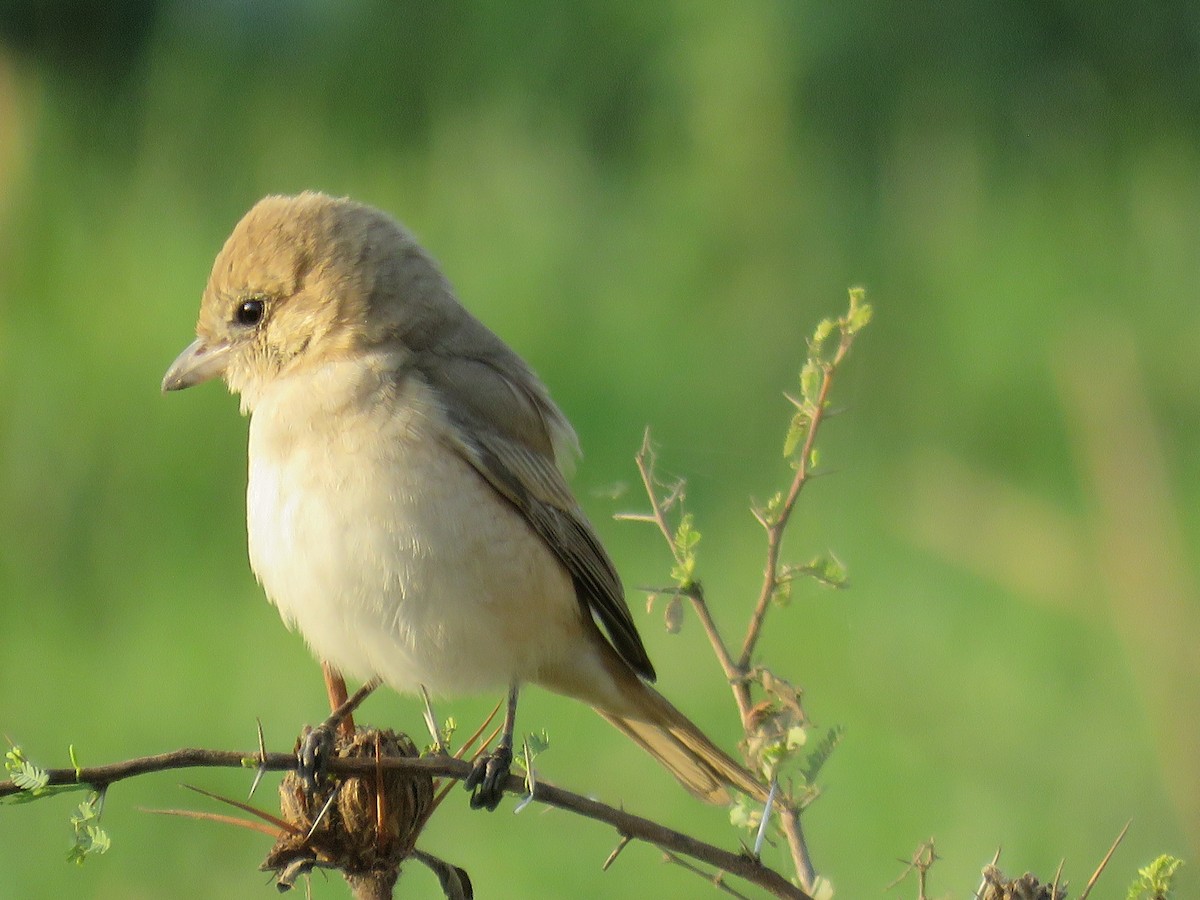 Isabelline Shrike - ML311294781