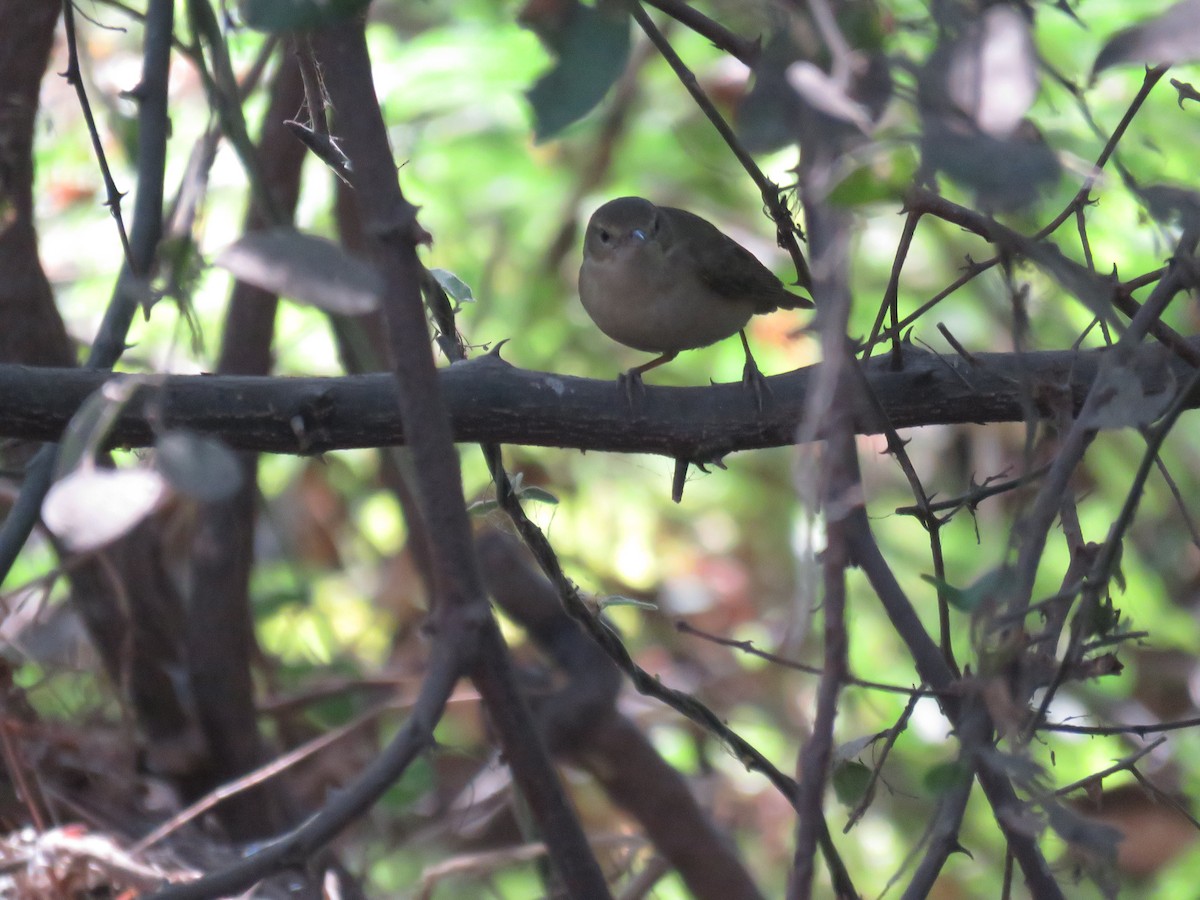 Blyth's Reed Warbler - ML311294931