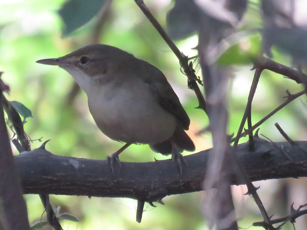 Blyth's Reed Warbler - ML311294941