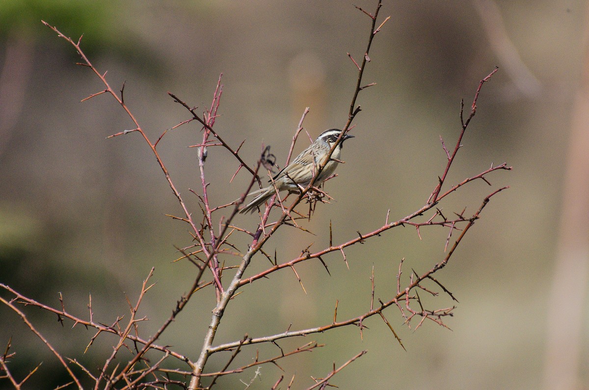Black-throated Accentor - ML311295451