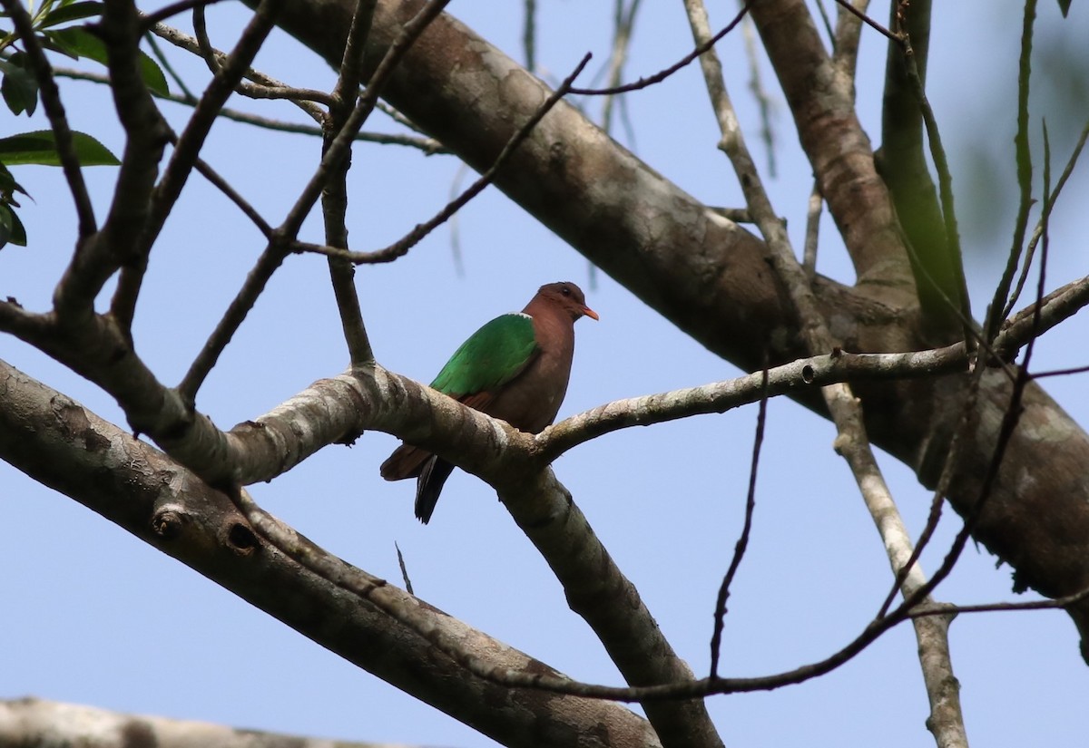 Pacific Emerald Dove - ML311295611