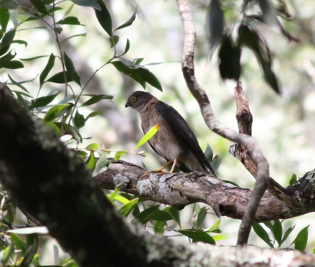 Collared Sparrowhawk - ML311295691