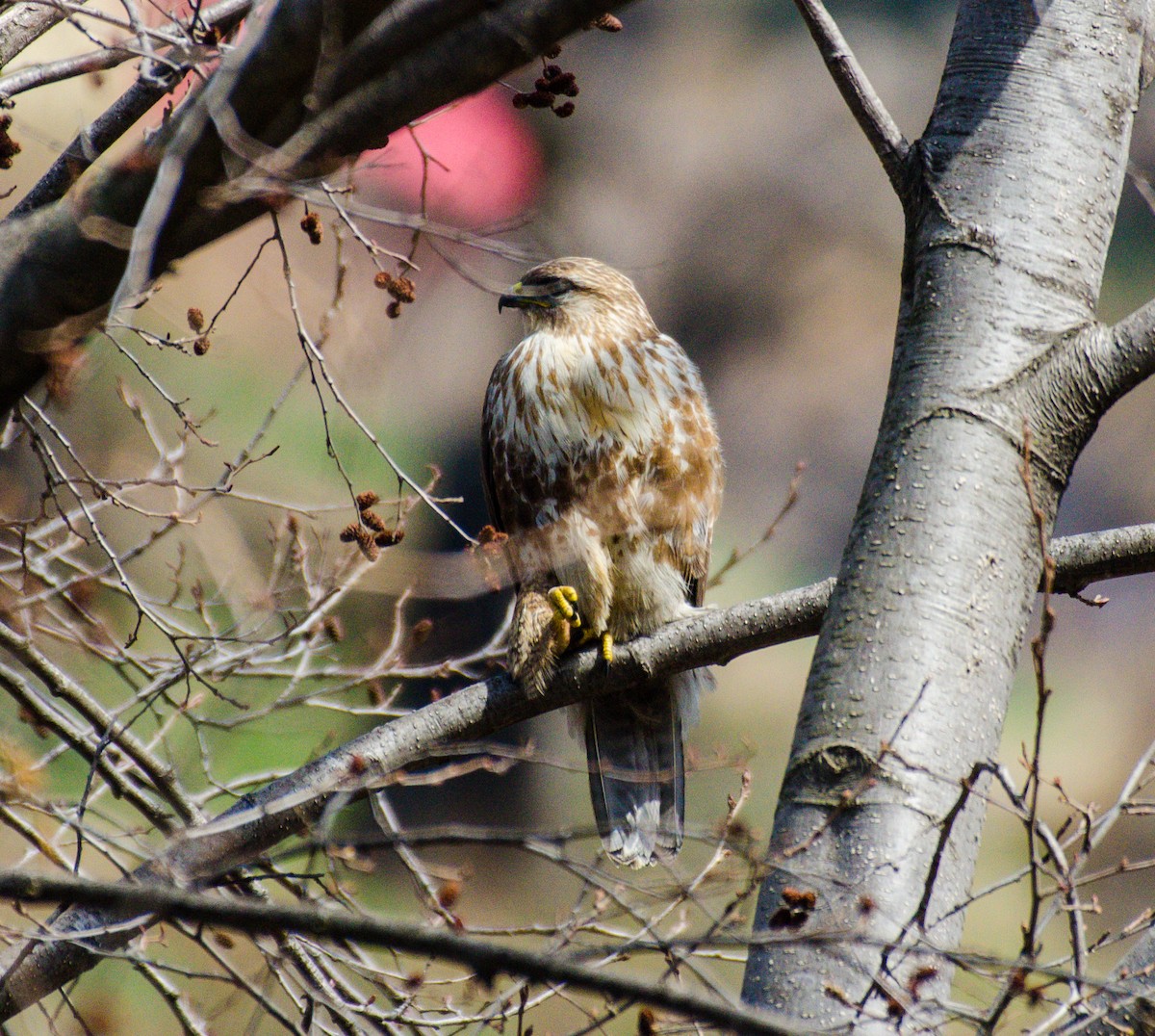 Common Buzzard - ML311295701