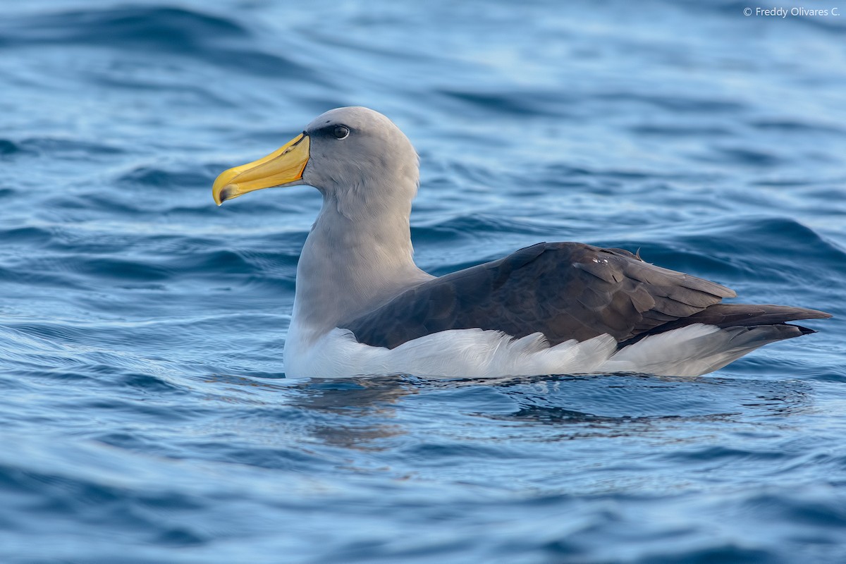 Chatham Albatross - ML31129701