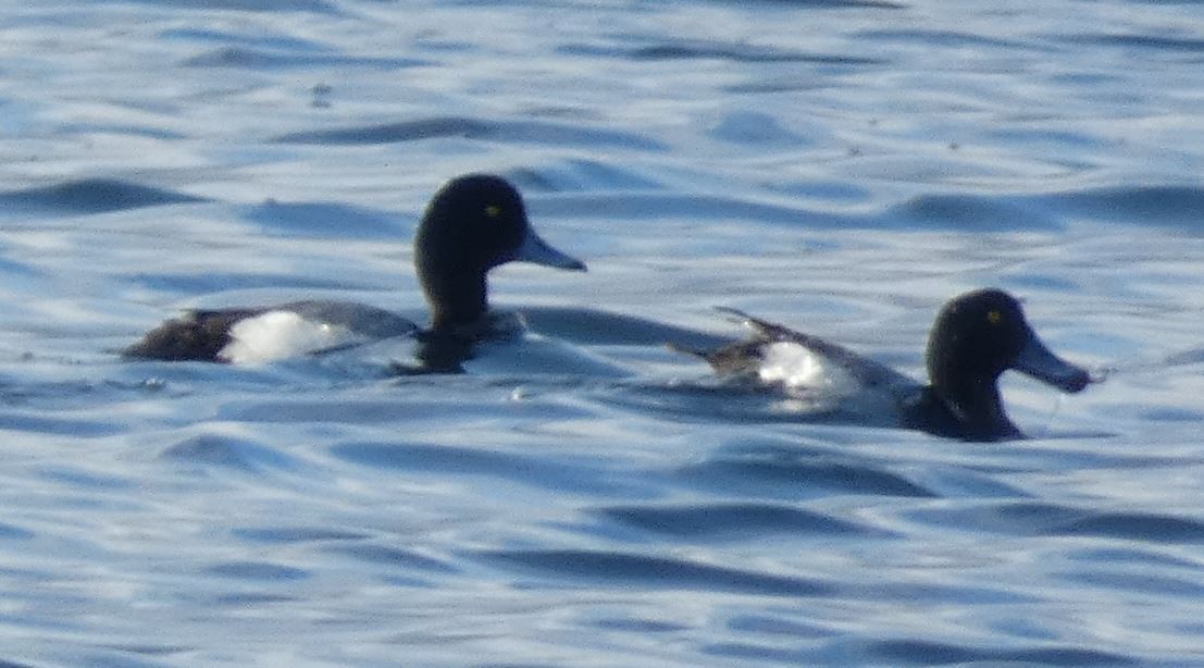 Greater Scaup - ML311300101