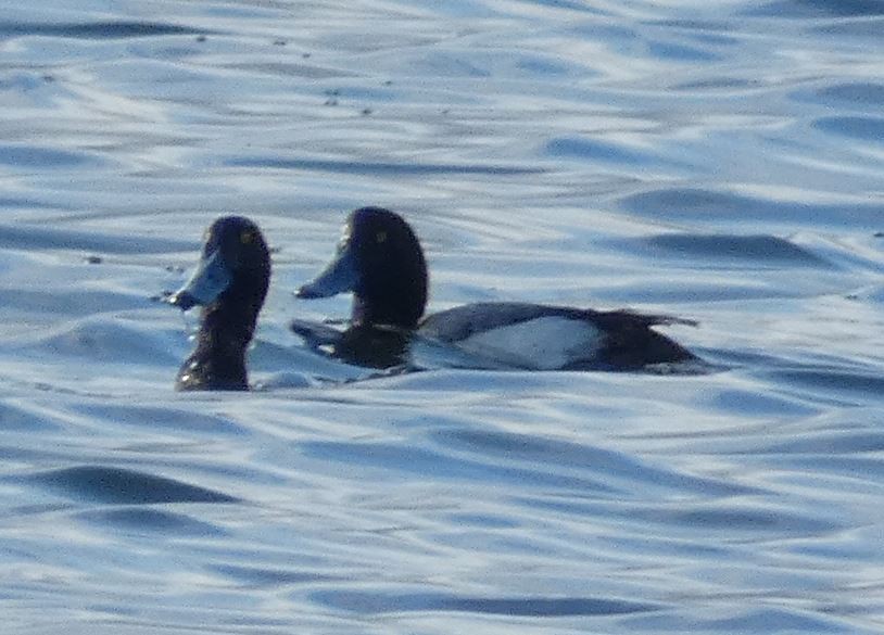 Greater Scaup - ML311300111