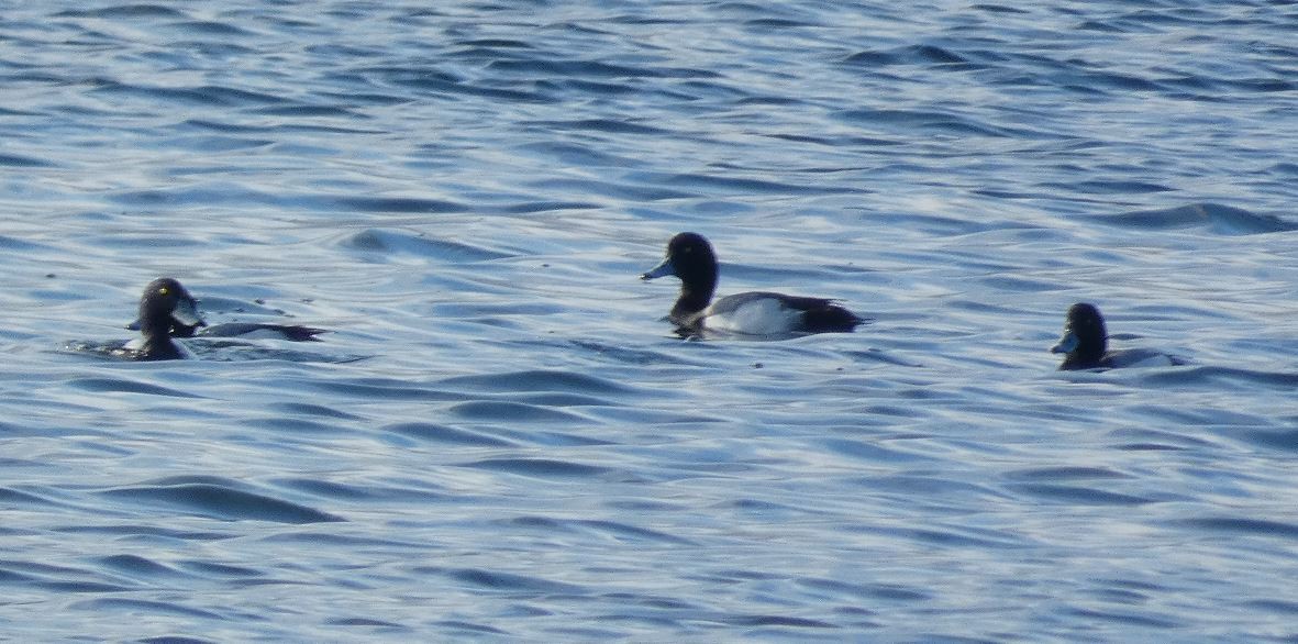 Greater Scaup - ML311300131