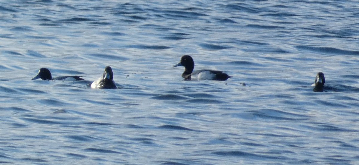 Greater Scaup - ML311300141